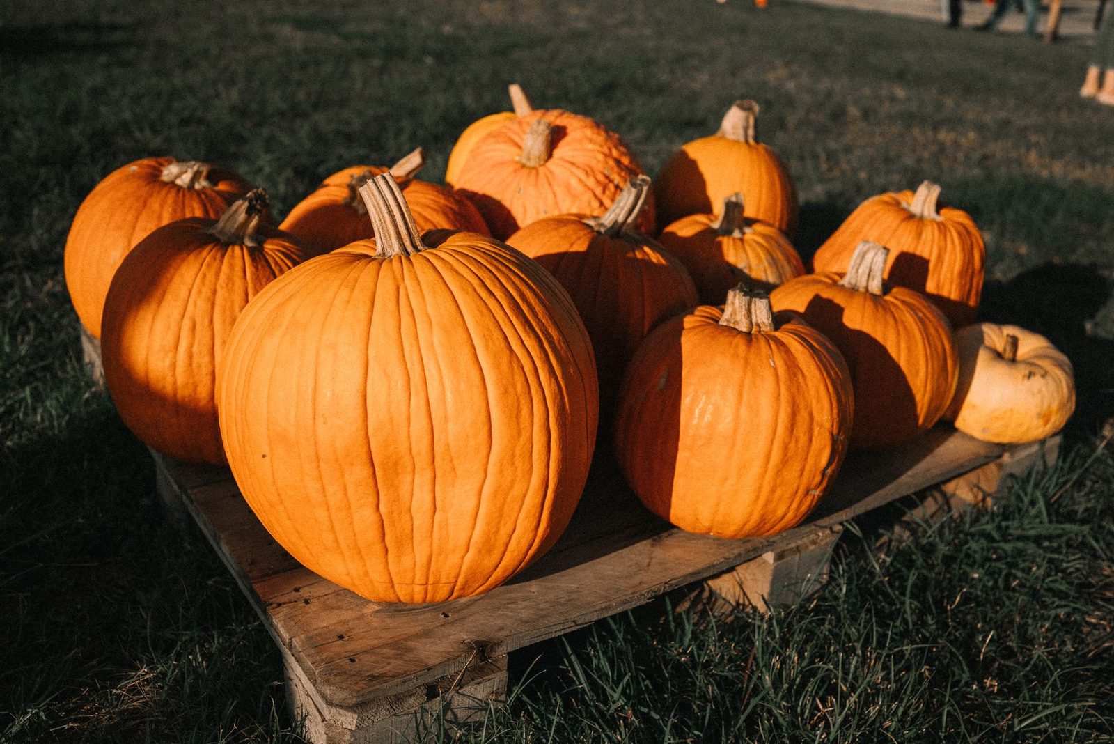 Best Corn Mazes in Arizona 2026 | LisaFarm